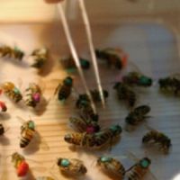 Апитерапия. Лечение пчелами
